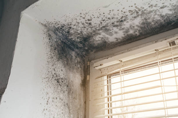 Affordable Mold Removal solutions in Linden, AZ